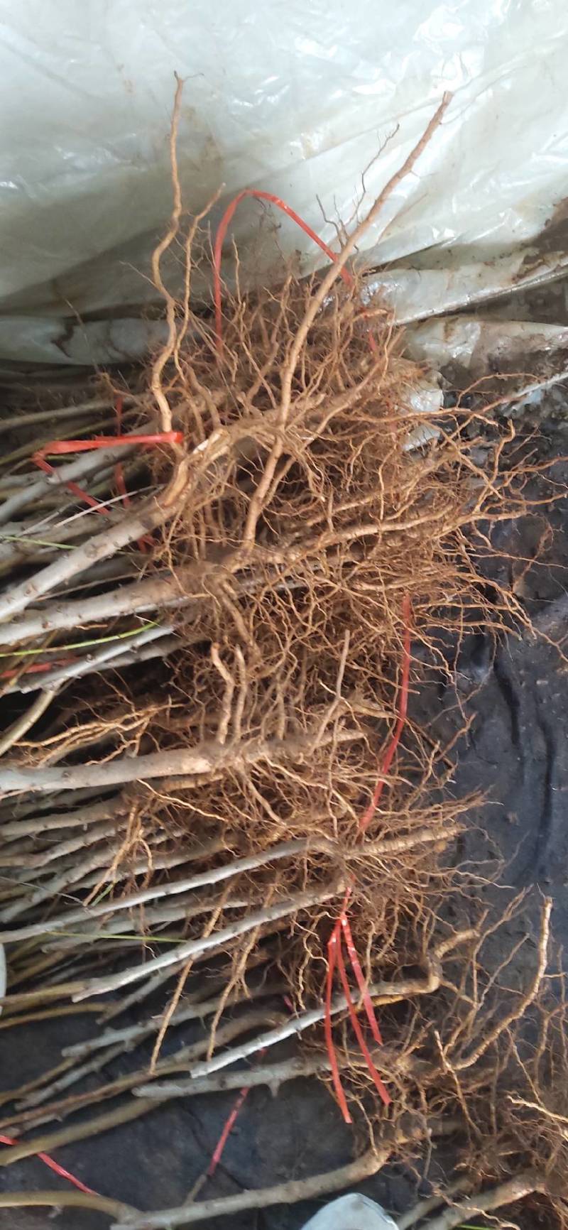 金冠8-18果实近圆形，果顶平，微凹，茸毛少，硬溶质，