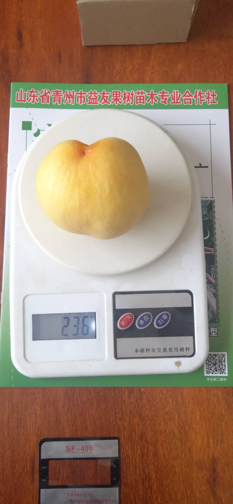 金冠8-18果实近圆形，果顶平，微凹，茸毛少，硬溶质，