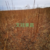 一年生文冠果苗40公分起步50公分起步文冠果