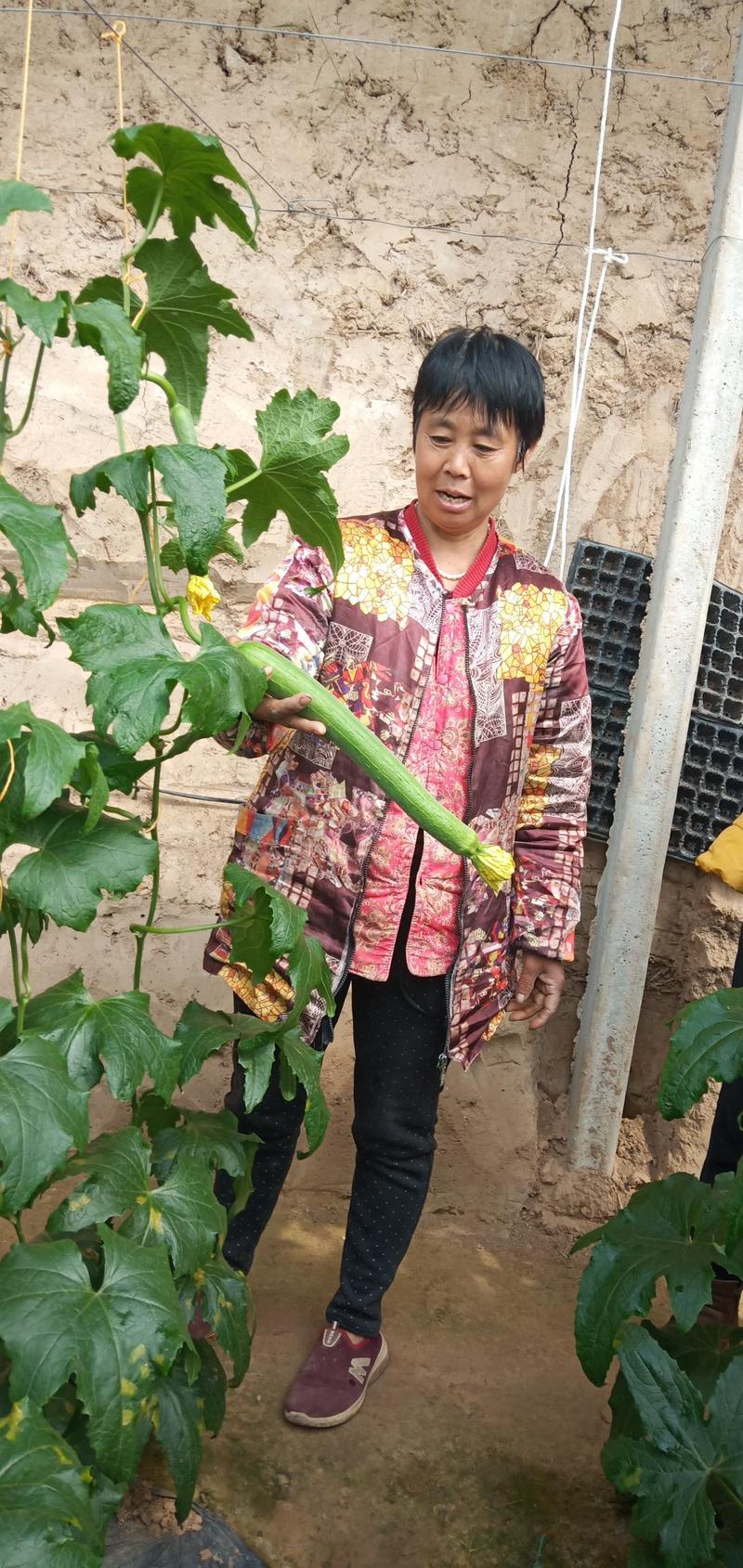 丝瓜种子翠香45，杂交一代，全雌，早熟，，高产优质。