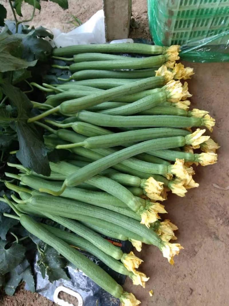 丝瓜种子翠香45，杂交一代，全雌，早熟，，高产优质。