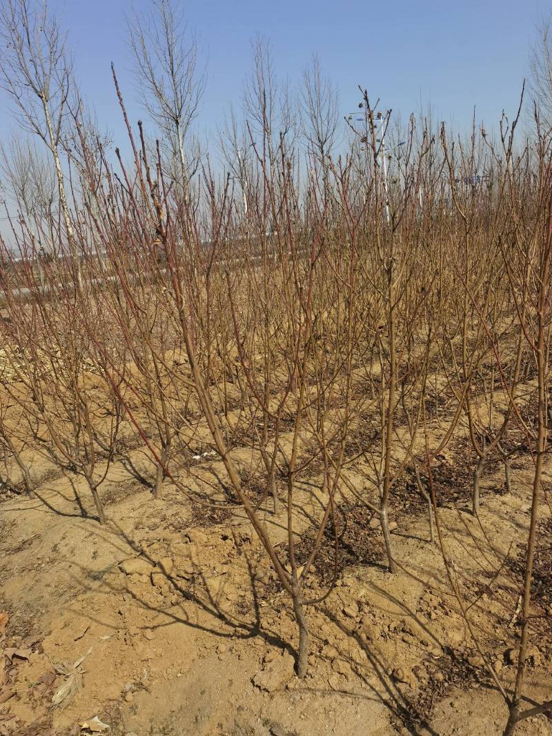 秋彤桃中晚熟品种，个大，离核，不用套袋，硬度好