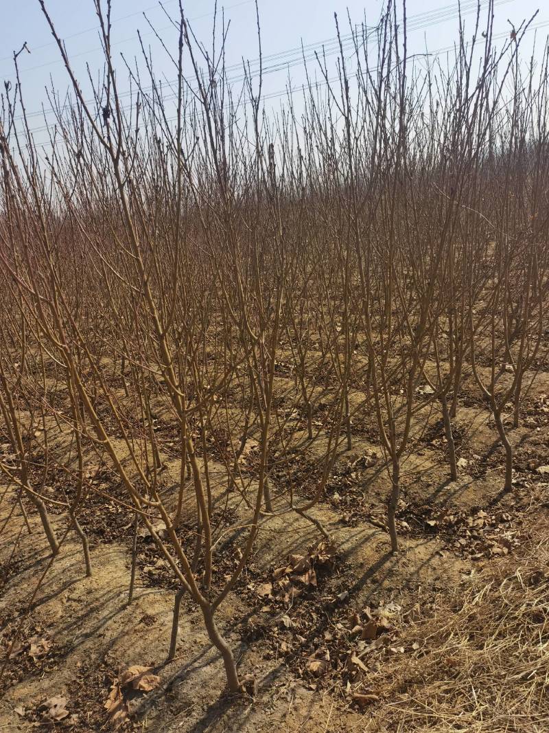 秋彤桃中晚熟品种，个大，离核，不用套袋，硬度好