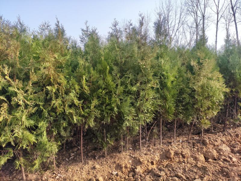 河南省南阳市优质侧柏，不烧枝不糊涂腿，带土球质优价廉。