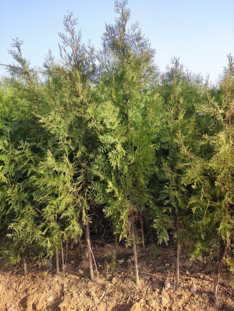河南省南阳市优质侧柏，不烧枝不糊涂腿，带土球质优价廉。