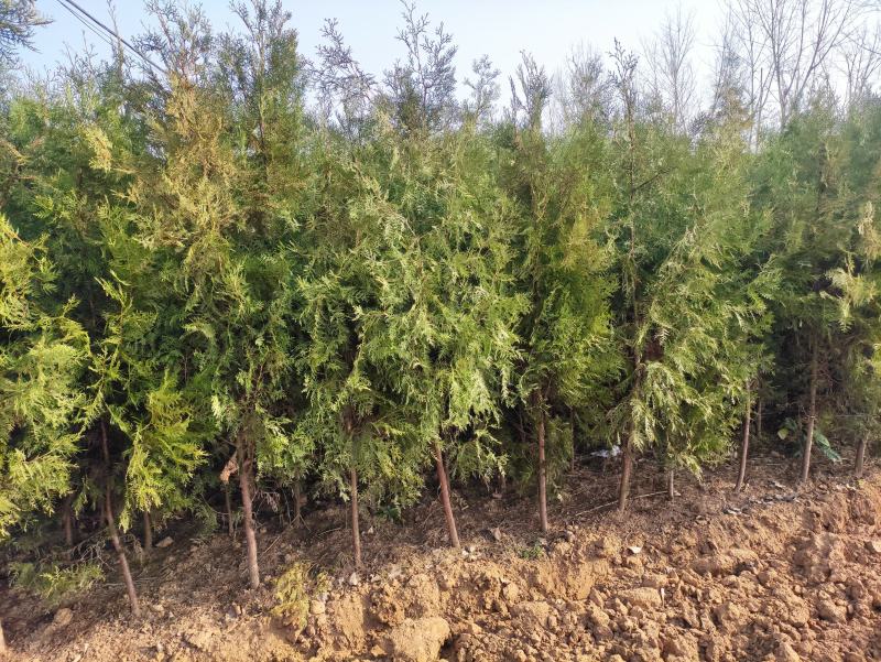 河南省南阳市优质侧柏，不烧枝不糊涂腿，带土球质优价廉。