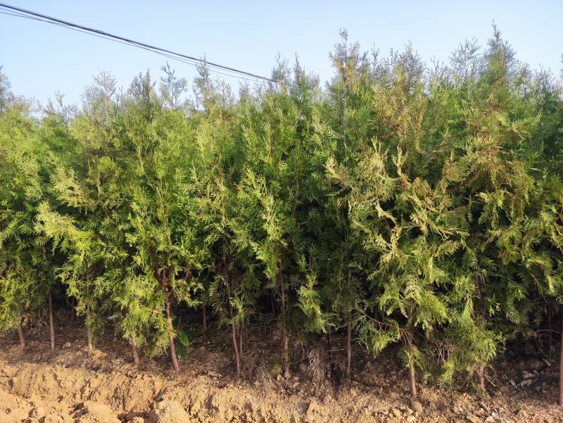 河南省南阳市优质侧柏，不烧枝不糊涂腿，带土球质优价廉。