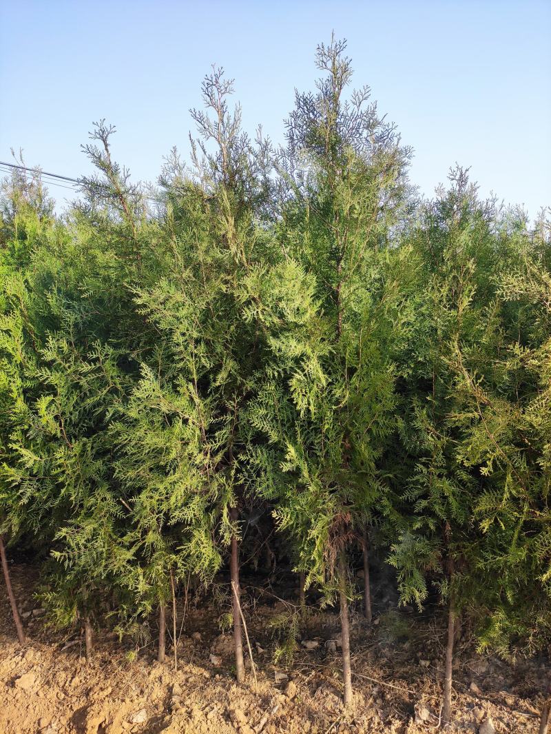 河南省南阳市优质侧柏，不烧枝不糊涂腿，带土球质优价廉。