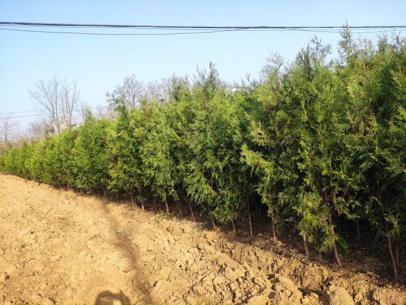 河南省南阳市优质侧柏，不烧枝不糊涂腿，带土球质优价廉。