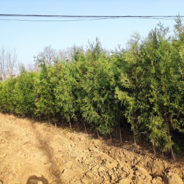 河南省南阳市优质侧柏，不烧枝不糊涂腿，带土球质优价廉。