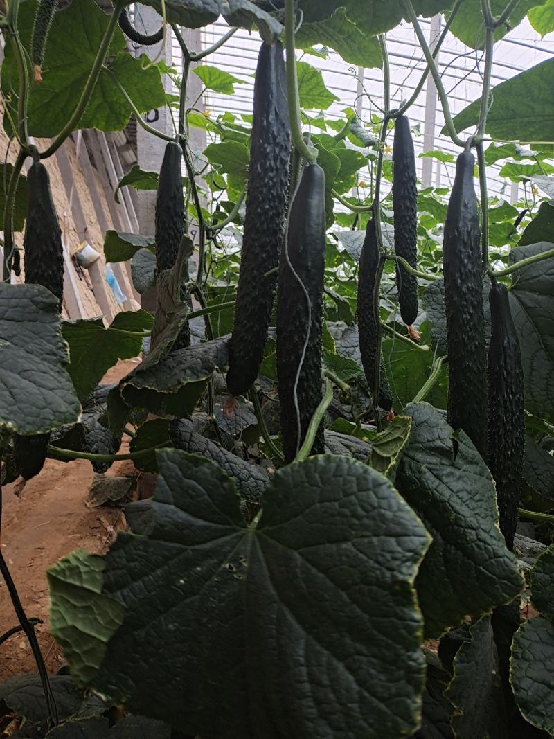 黄瓜种子博颖92强雌油亮深绿条拉瓜能力强膨瓜快商品好