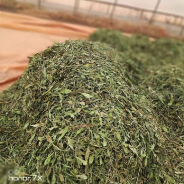 灯盏细辛