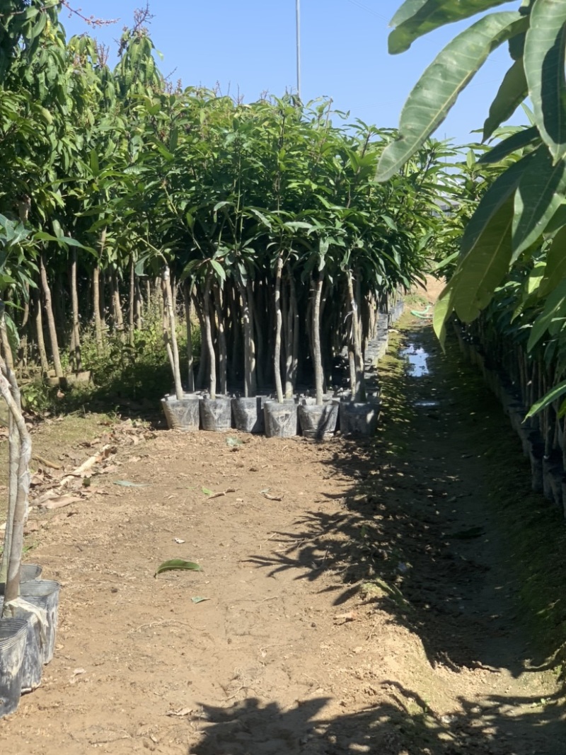 芒果苗头径3公分左右高度1米多高左右欢迎选购