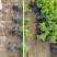 福建米兰种植基地米兰袋苗米仔兰小苗米仔兰价格ht