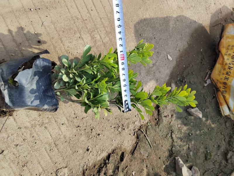 福建米兰种植基地米兰袋苗米仔兰小苗米仔兰价格ht