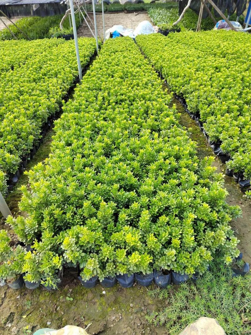 福建米兰种植基地米兰袋苗米仔兰小苗米仔兰价格ht