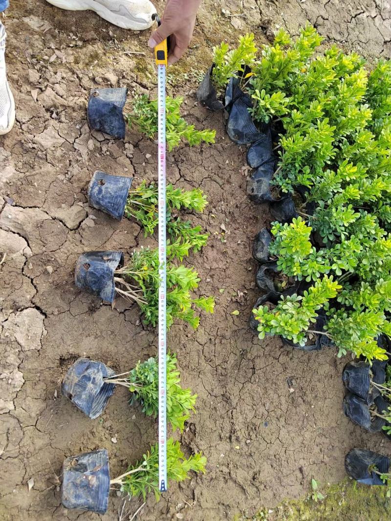 福建米兰种植基地米兰袋苗米仔兰小苗米仔兰价格ht
