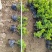 福建米兰种植基地米兰袋苗米仔兰小苗米仔兰价格ht