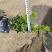 福建米兰种植基地米兰袋苗米仔兰小苗米仔兰价格ht