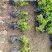 福建米兰种植基地米兰袋苗米仔兰小苗米仔兰价格ht