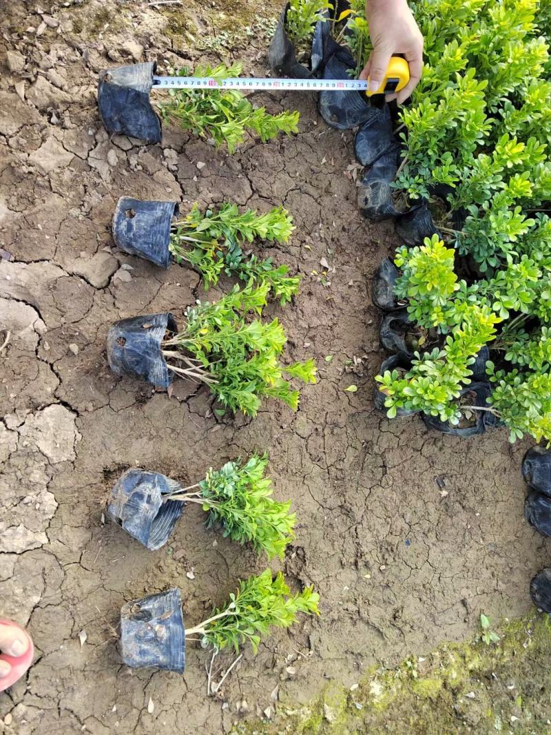 福建米兰种植基地米兰袋苗米仔兰小苗米仔兰价格ht