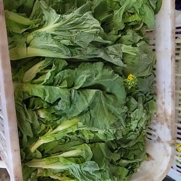 毛白菜苔