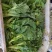 毛白菜苔