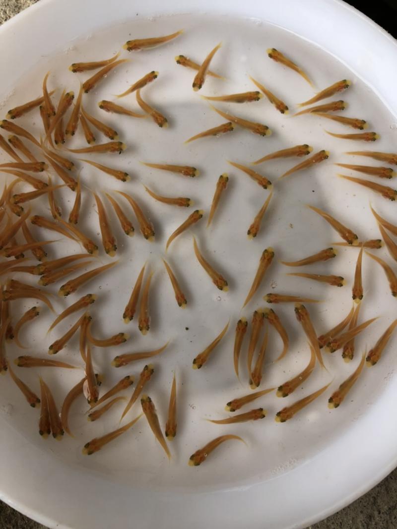 正宗纯种台湾泥鳅鱼苗各种淡水鱼苗全国发货