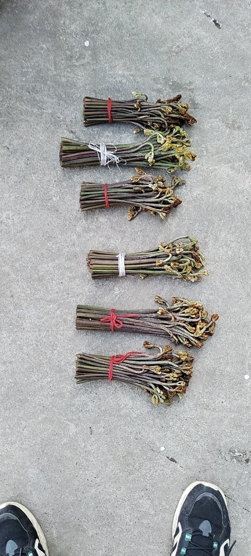 贵州精品蕨菜，有需要的老板联系，每天能供应十吨以上