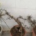 迎春花盆景花，易栽易活，现栽正当时，花开春来到，只有品