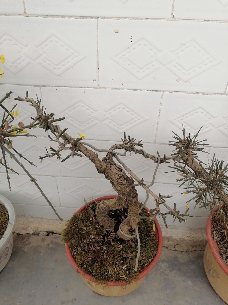 迎春花盆景花，易栽易活，现栽正当时，花开春来到，只有品