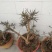 迎春花盆景花，易栽易活，现栽正当时，花开春来到，只有品