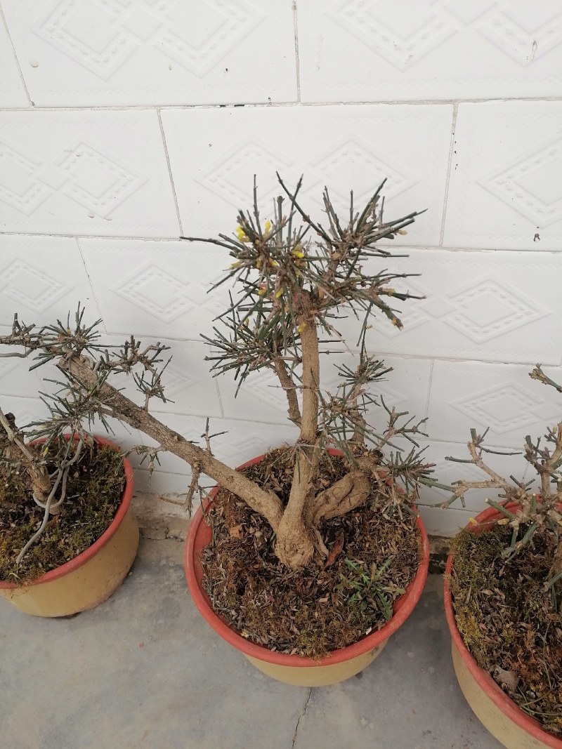 迎春花盆景花，易栽易活，现栽正当时，花开春来到，只有品