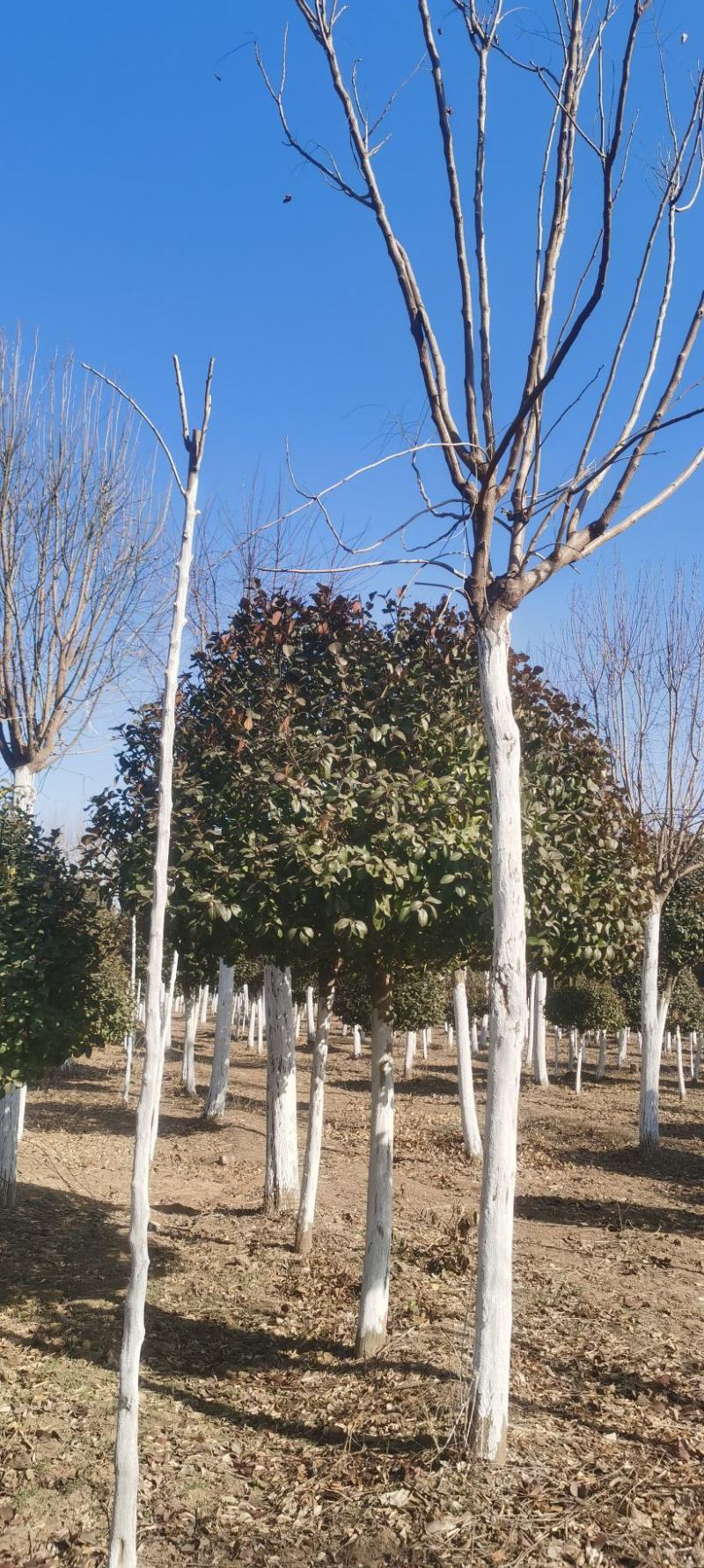 高杆卫矛球，卫矛球，高度1米-2.5米的高杆卫矛球
