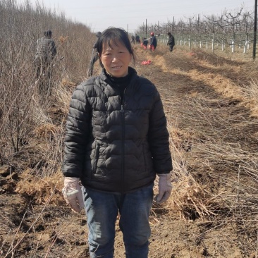 文冠果苗，种子可以炸植物油，绿色环保市场前景不错