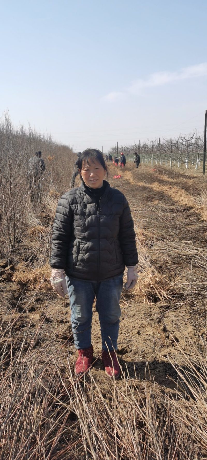 文冠果苗，种子可以炸植物油，绿色环保市场前景不错