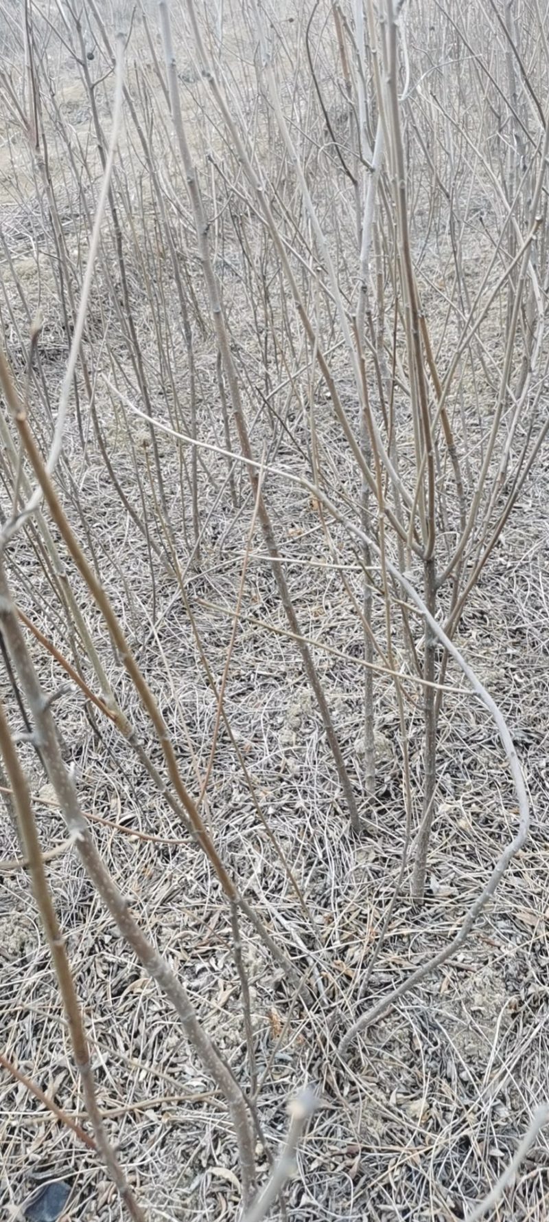 文冠果苗，种子可以炸植物油，绿色环保市场前景不错