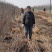文冠果苗，种子可以炸植物油，绿色环保市场前景不错