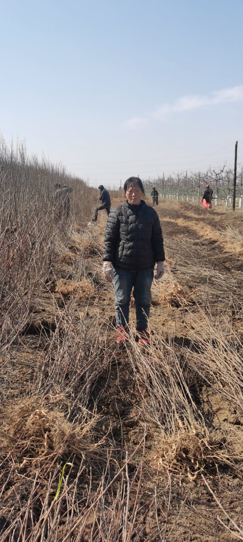 文冠果苗，种子可以炸植物油，绿色环保市场前景不错