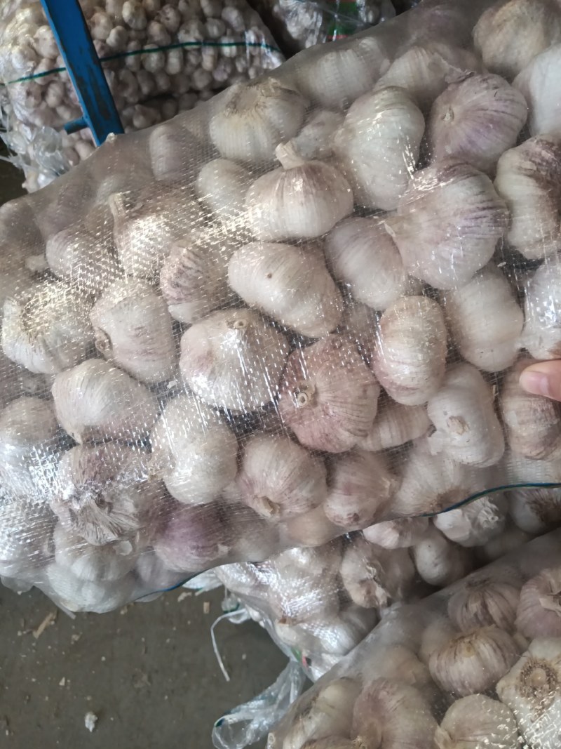 【实力推荐】大蒜金乡大蒜提供各种包装分选，自有大蒜加工厂