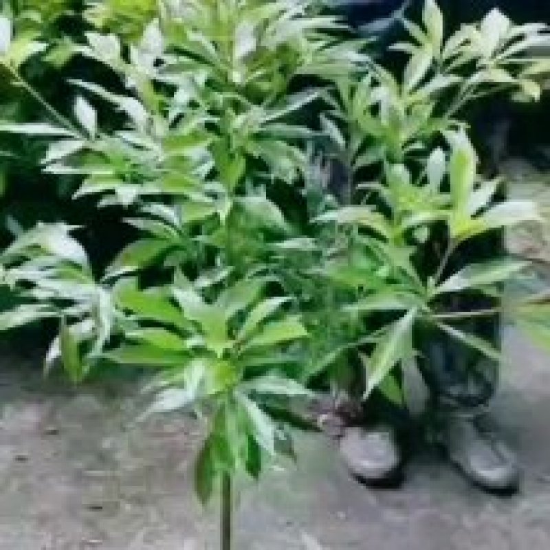 绿化苗木小叶金丝楠苗木盆景盆栽景观树金丝楠苗木