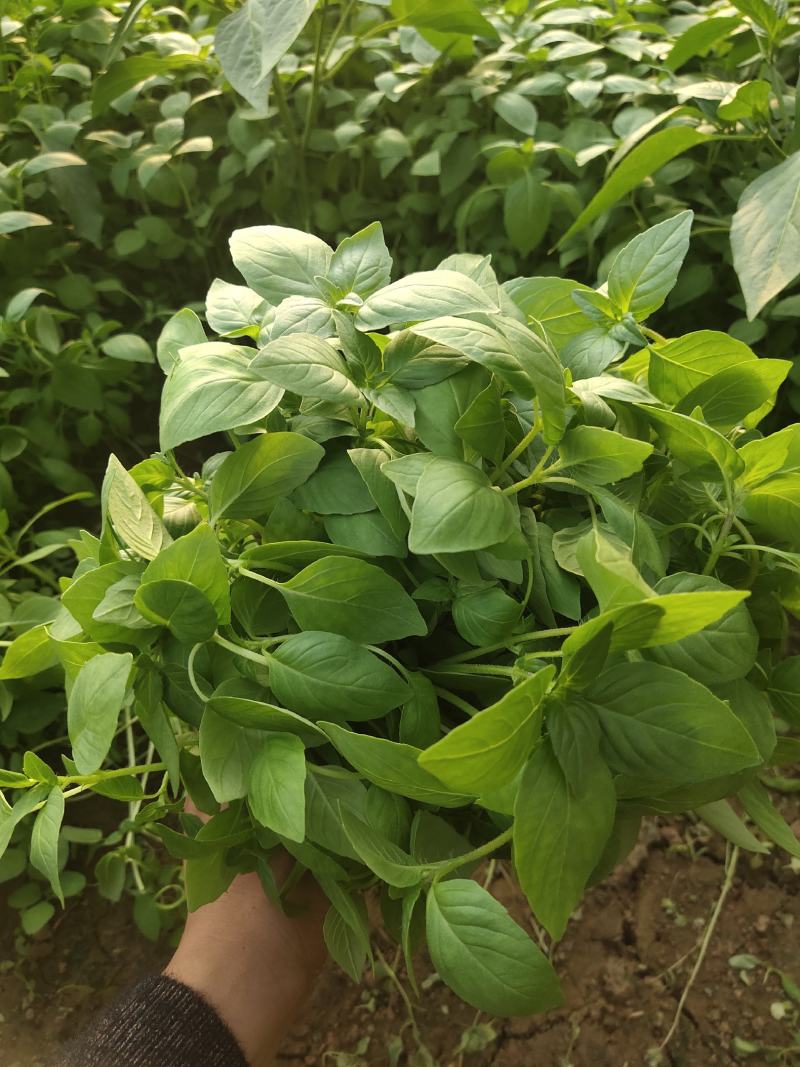 精品大棚荆芥大量有货，质量保证价格便宜，出货量大