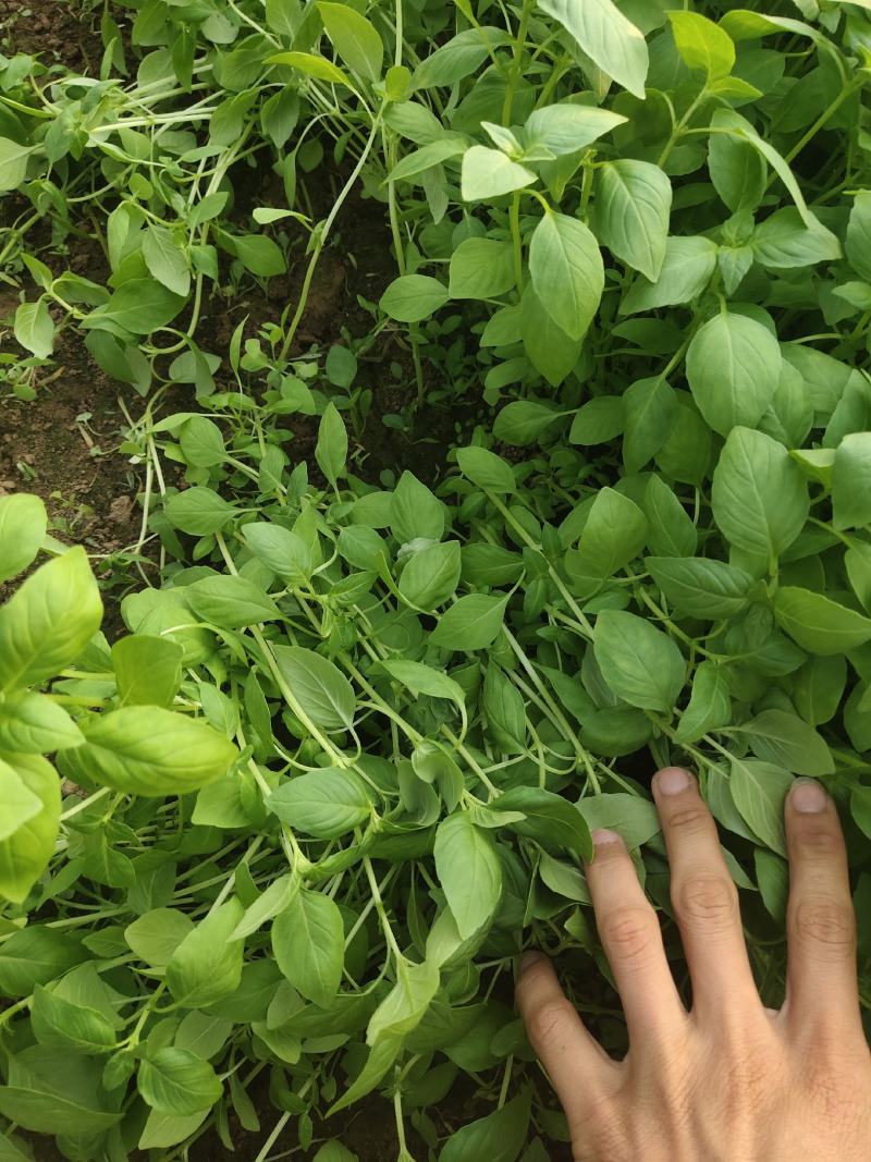 精品大棚荆芥大量有货，质量保证价格便宜，出货量大