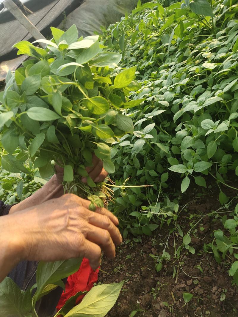 精品大棚荆芥大量有货，质量保证价格便宜，出货量大