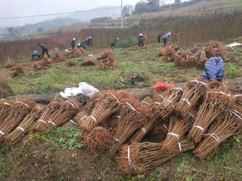 基地直销，精品李子苗，品质优选，大量供应，欢迎选购