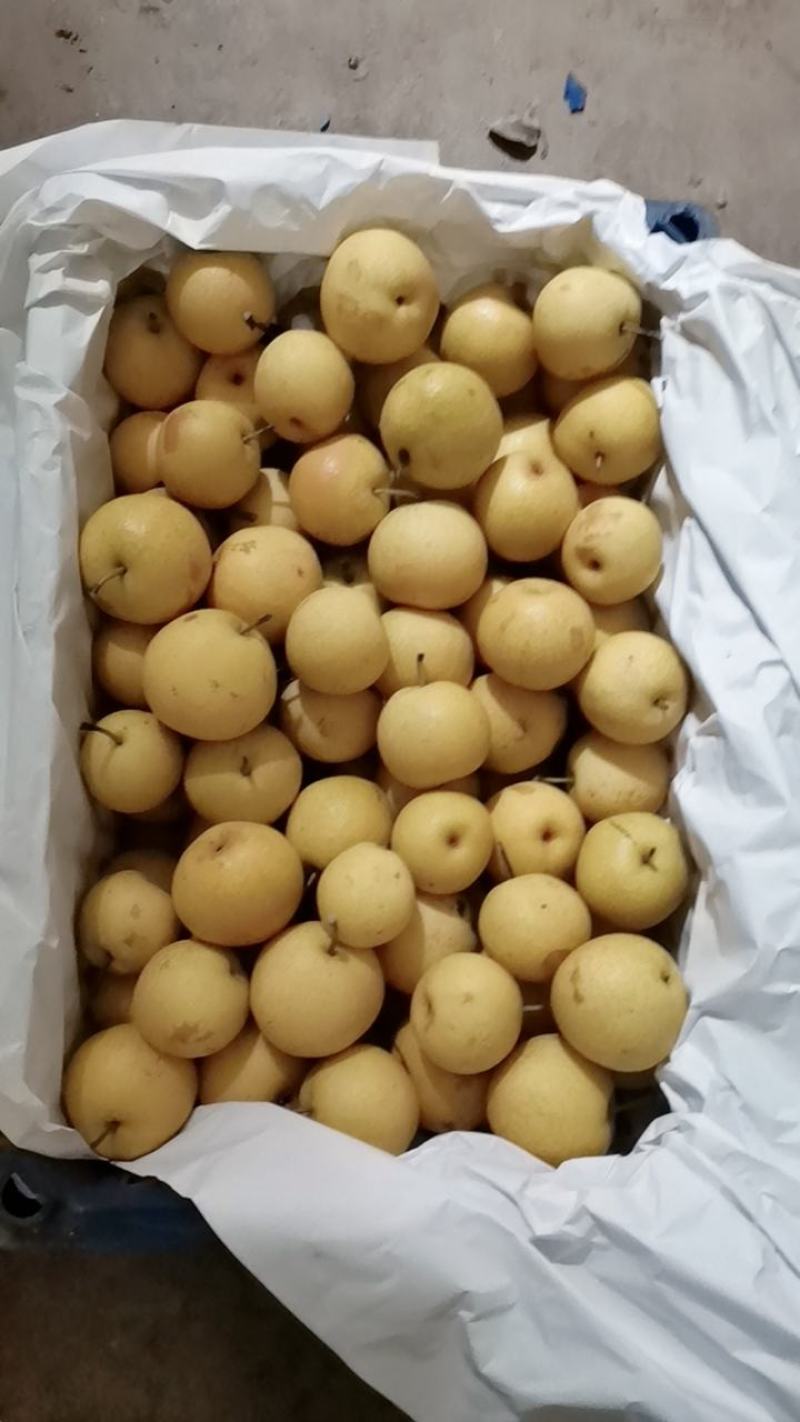 鞍山精品南果梨