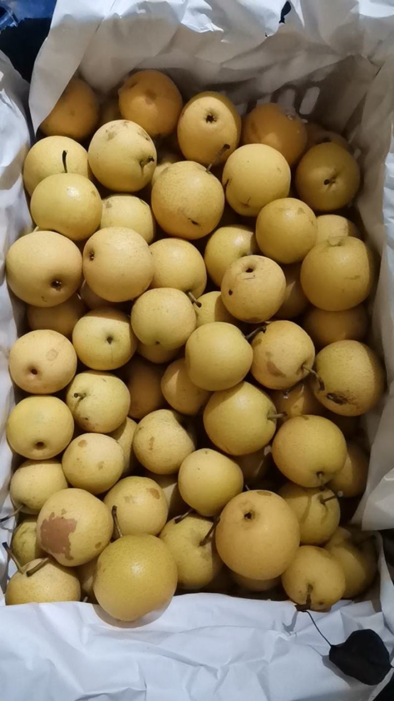 鞍山精品南果梨