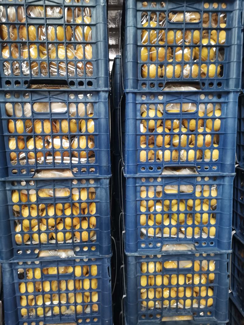 鞍山精品南果梨