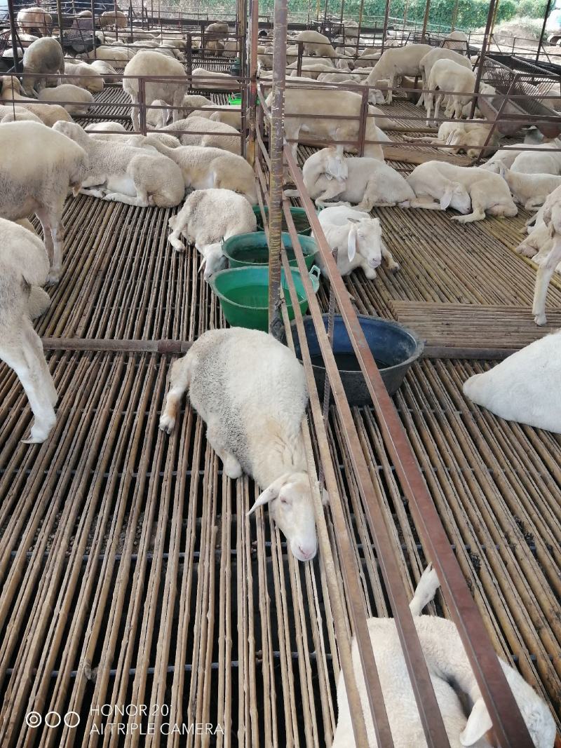 澳洲白绵羊白头杜波绵羊一只也是批发价