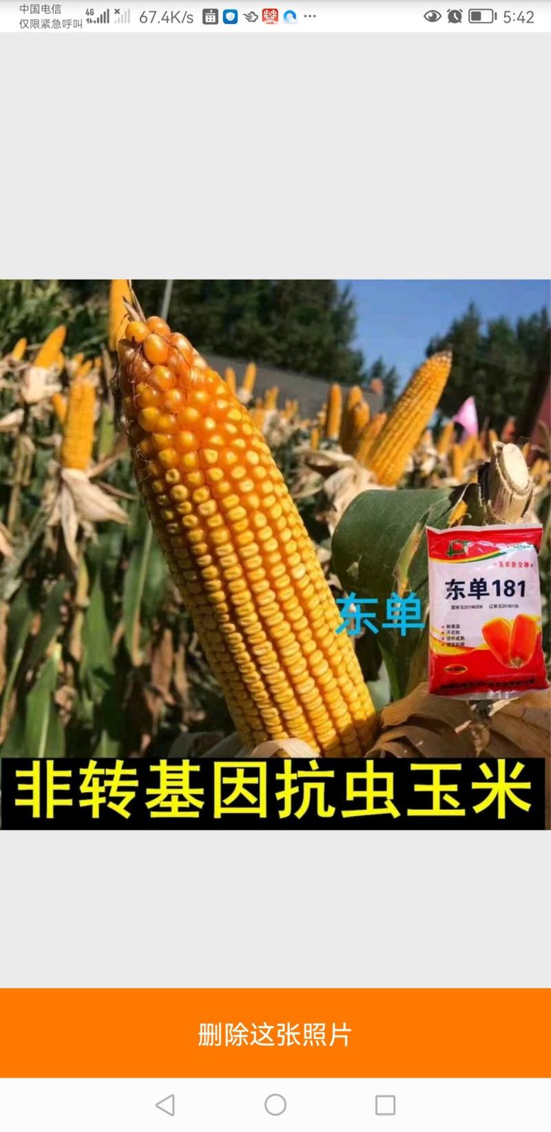 高产优质种子